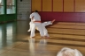 Karate-Wurf